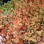 30 Seeds Red Huckleberry