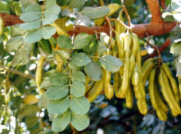 10 Seeds Carob Tree