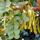 10 Seeds Carob Tree