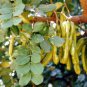 10 Seeds Carob Tree
