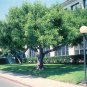 10 Seeds Carob Tree