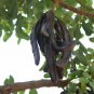 10 Seeds Carob Tree