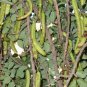 10 Seeds Carob Tree