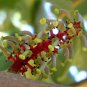 10 Seeds Carob Tree