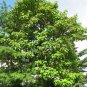350 Seeds Royal Empress
