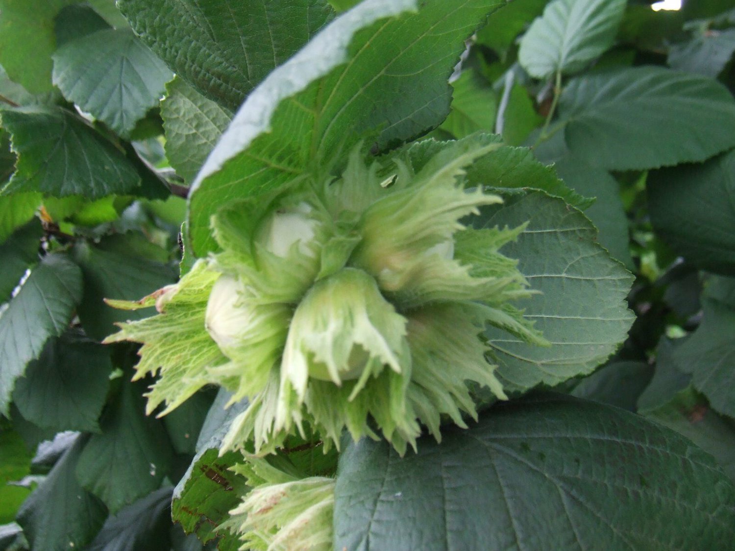 4 Seeds American Hazelnut