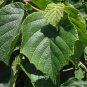 4 Seeds American Hazelnut