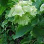 4 Seeds American Hazelnut