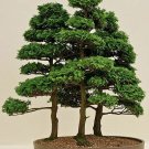 50 Seeds Hinoki Cypress 50 Seeds Hinoki Cypress