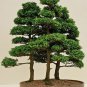 50 Seeds Hinoki Cypress