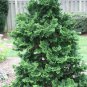 50 Seeds Hinoki Cypress