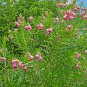 30 Seeds Desert Willow