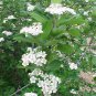 50 Seeds Black Chokeberry Shrub