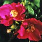 30 Seeds Red Rugosa Rose