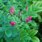 30 Seeds Red Rugosa Rose