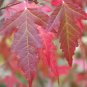 30 Flame Amur Maple, Acer ginnala Flame, Tree Seeds (Fall Color, Hardy, Bonsai)