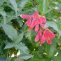 30 Flame Amur Maple, Acer ginnala Flame, Tree Seeds (Fall Color, Hardy, Bonsai)