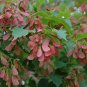 30 Flame Amur Maple, Acer ginnala Flame, Tree Seeds (Fall Color, Hardy, Bonsai)