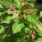 30 Flame Amur Maple, Acer ginnala Flame, Tree Seeds (Fall Color, Hardy, Bonsai)