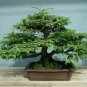 10 California Redwood, Sequoia sempervirens, Tree Seeds (Fast Evergreen)