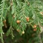 10 California Redwood, Sequoia sempervirens, Tree Seeds (Fast Evergreen)