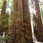 10 California Redwood, Sequoia sempervirens, Tree Seeds (Fast Evergreen)