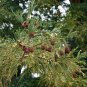 10 California Redwood, Sequoia sempervirens, Tree Seeds (Fast Evergreen)