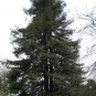 10 California Redwood, Sequoia sempervirens, Tree Seeds (Fast Evergreen)