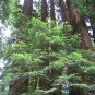 10 California Redwood, Sequoia sempervirens, Tree Seeds (Fast Evergreen)