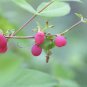 50 Winter Honeysuckle, Lonicera fragrantissima, Shrub Seeds, (Fast Fragrant Hardy)