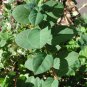 50 Winter Honeysuckle, Lonicera fragrantissima, Shrub Seeds, (Fast Fragrant Hardy)