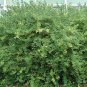 50 Winter Honeysuckle, Lonicera fragrantissima, Shrub Seeds, (Fast Fragrant Hardy)