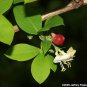 50 Winter Honeysuckle, Lonicera fragrantissima, Shrub Seeds, (Fast Fragrant Hardy)