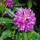 50 Rosebay Rhododendron, Rhododendron maximum, Shrub Seeds (Showy Evergreen) 50 Rosebay Rhododendron, Rhododendron maximum, Shrub Seeds (Showy Evergreen)