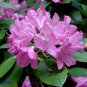 50 Rosebay Rhododendron, Rhododendron maximum, Shrub Seeds (Showy Evergreen)