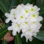 50 Rosebay Rhododendron, Rhododendron maximum, Shrub Seeds (Showy Evergreen)
