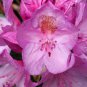 50 Rosebay Rhododendron, Rhododendron maximum, Shrub Seeds (Showy Evergreen)