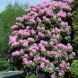 50 Rosebay Rhododendron, Rhododendron maximum, Shrub Seeds (Showy Evergreen)