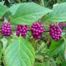 30 American Beautyberry, Callicarpa americana, Seeds (Fast, Showy)