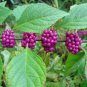 30 American Beautyberry, Callicarpa americana, Seeds (Fast, Showy)