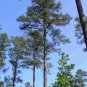 20 Loblolly Pine, Pinus taeda, Tree Seeds (Fast, Evergreen)