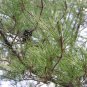 20 Loblolly Pine, Pinus taeda, Tree Seeds (Fast, Evergreen)