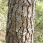 20 Loblolly Pine, Pinus taeda, Tree Seeds (Fast, Evergreen)