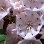 50 Mountain Laurel Shrub, Kalmia Latifolia, Seeds (Showy Evergreen)