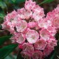 50 Mountain Laurel Shrub, Kalmia Latifolia, Seeds (Showy Evergreen)