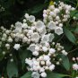 50 Mountain Laurel Shrub, Kalmia Latifolia, Seeds (Showy Evergreen)