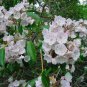 50 Mountain Laurel Shrub, Kalmia Latifolia, Seeds (Showy Evergreen)