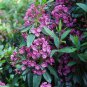 50 Mountain Laurel Shrub, Kalmia Latifolia, Seeds (Showy Evergreen)