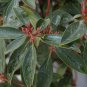 50 Mountain Laurel Shrub, Kalmia Latifolia, Seeds (Showy Evergreen)