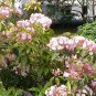 50 Mountain Laurel Shrub, Kalmia Latifolia, Seeds (Showy Evergreen)